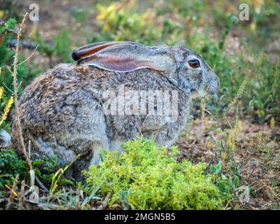 Scrub hare (Lepus saxatilis). Eastern Cape. South Africa Stock Photo