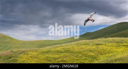 Kestrel (Falco tinnunculus) in flight over the Plateau d'Emparis, Col du Lautaret, Alpes, France Stock Photo