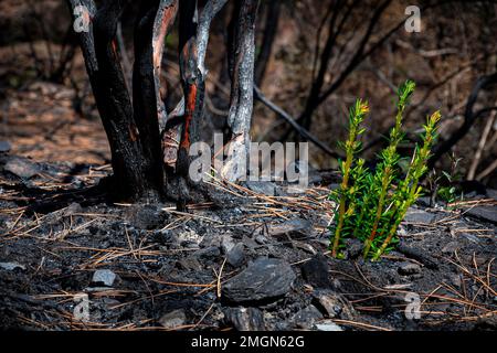 Revegetation after a fire in a pine forest, France Stock Photo