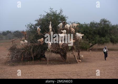 Goats up argan trees on the road to Casablanca in south west Morocco.The nuts' oil is used as expensive oil in kitchen and in cosmetics. Stock Photo
