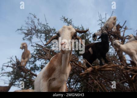 Goats up argan trees on the road to Casablanca in south west Morocco.The nuts' oil is used as expensive oil in kitchen and in cosmetics. Stock Photo