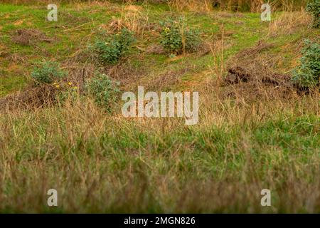 Indian wild male leopard or panther or panthera pardus fusca camouflage in monsoon green grass at ranthambore national park forest rajasthan india Stock Photo