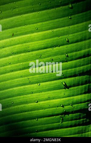 Banana (Musa sp.) leaf with raindrops, Ubatuba, Sao Paulo State, Brazil Stock Photo