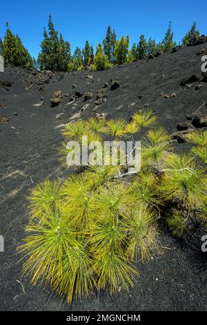 Young Canary pine on the island of Tenerife (Canary Islands). The Canary pine (Pinus canariensis) is a magnificent species endemic to the archipelago, Stock Photo