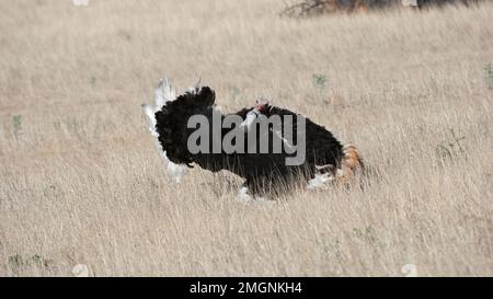 Common Ostrich ( Struthio camelus) Kgalagadi Transfrontier Park, South Africa Stock Photo