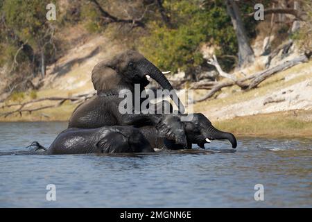 African Elephant (Loxodonta africana) playing in the Chobe River, Botswana