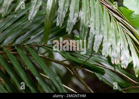 Reticulated Python (Malayopython reticulatus), young in situ, Sulawesi Stock Photo