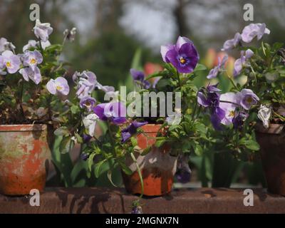 Lilac and purple Viola cornuta (winter violets / small flowered pansies) in little rustic terracotta pots Stock Photo