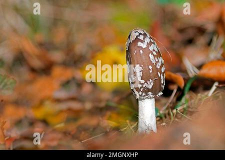young Magpie Inkcap (Coprinopsis picacea) in fall colors, Gers, France
