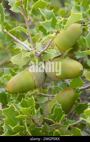 Kermes oak acorns (Quercus coccifera) Stock Photo