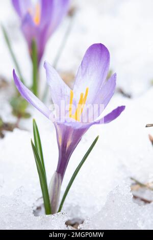 Spring crocus (Crocus vernus) flower in snow Stock Photo