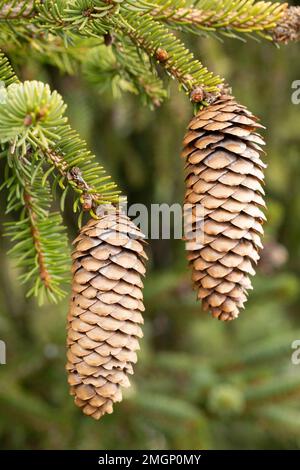 Norway spruce (Picea abies, Picea excelsa), cultivar Inversa, cones ...