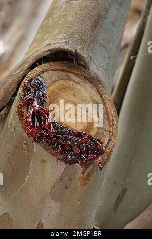 Snow gum resin (Eucalyptus pauciflora subsp. niphophila) on a pruned branch Stock Photo