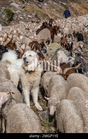 Sheep, Goats and Patou in the Alps. Herd on the way down from the mountain pastures in Haute Tarentaise, Savoie, Alps, France Stock Photo