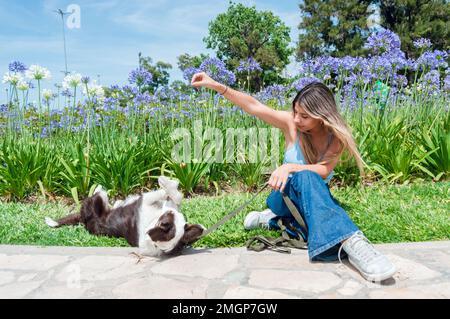 young latin woman sitting in the park with her dog playing and doing tricks, with her hand outstretched and the dog lying on her back in a submissive Stock Photo
