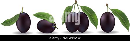 Realistic black sweet plum Stock Vector