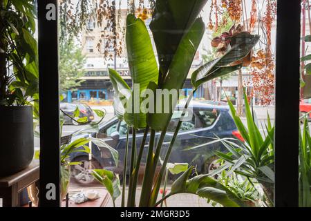 View through a shop window from the inside with plants, UK Stock Photo