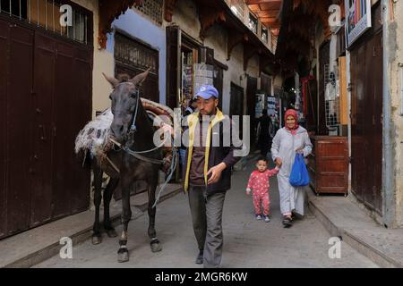 Fez, Morocco - man pulls a domestic mule through narrow street in Fes el Bali souk (market). Behind, an old smiling woman walks with a young child. Stock Photo