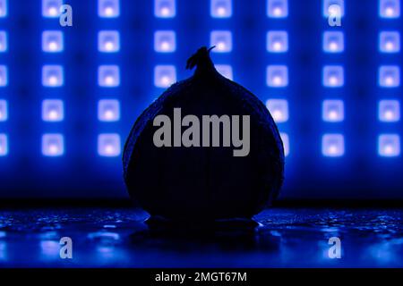 Physalis on black wet ground with blue background. Illuminated fruit. Vitamin C rich fruit. Structures shown in detail. Photo food Stock Photo