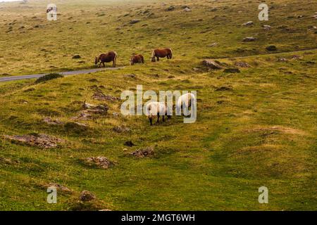 Horses and goats grazing on meadow along the Camino de Santiago in the French Pyrenees Stock Photo