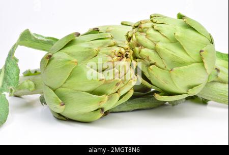 A closeup shot of several green globe artichokes isolated on a white background Stock Photo