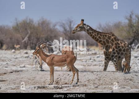 Black-faced Impala (Aepyceros melampus petersi), Giraffe and Black-backed Jackal at a waterhole in Etosha National Park, Namibia Stock Photo