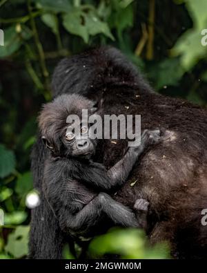 Mountain Gorilla - Baby riding on mother's back Stock Photo