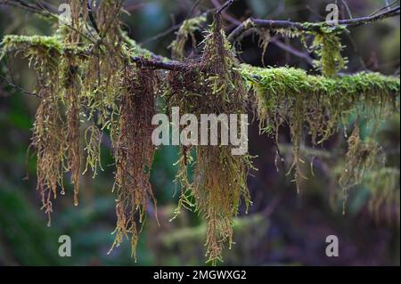 Moss hanging from a tree branch in the Pacific Northwest - British Columbia, Canada. Stock Photo