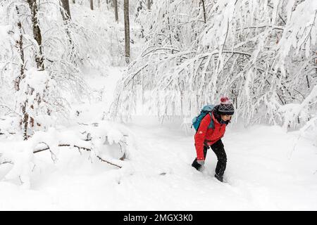 Woman hiking in idyllic winter conditions during snowfall in primeval forest of Notranjska region near Dolenjske toplice, Slovenia Stock Photo