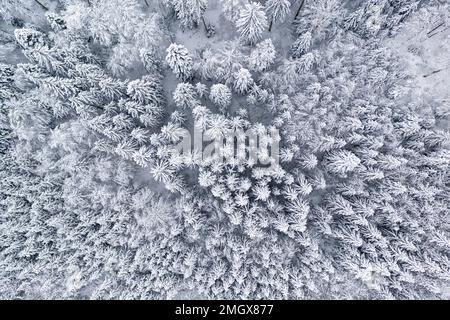 Early morning after heavy snowstorm and aerial view of a primeval forest of Kocevski rog with fresh snow on trees, Kocevje, Slovenia Stock Photo