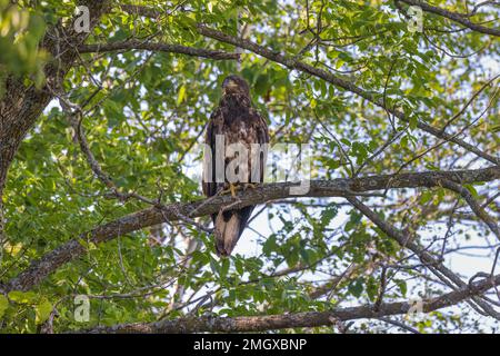 Juvenile bald eagle in northern Wisconsin. Stock Photo