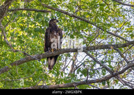 Juvenile bald eagle in northern Wisconsin. Stock Photo