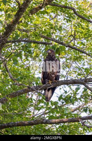 Juvenile bald eagle in northern Wisconsin. Stock Photo