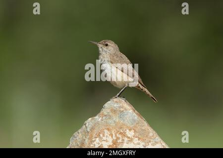 Rock Wren, Salpinctes obsoletus, on rock Stock Photo