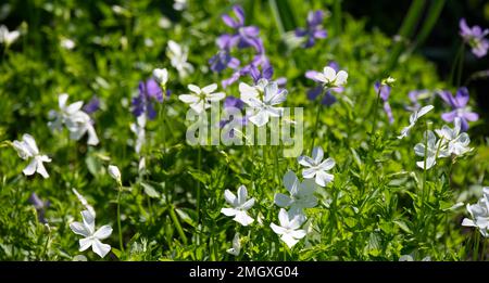 Summer blooming, blue and white flowers of Viola cornuta, also known as horned pansy, in a UK garden June Stock Photo