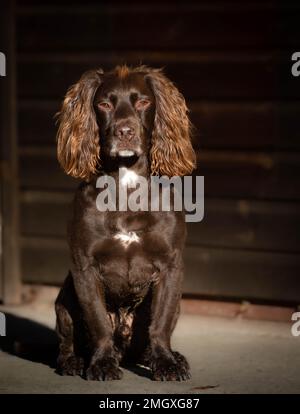 liver chcocolate spaniel sitting down Stock Photo