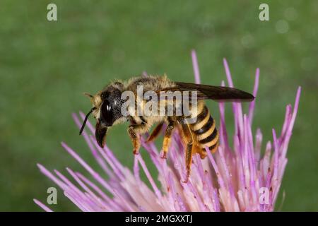 Leafcutter Bee male, Megachile sp., Megachilidae Stock Photo