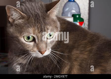 A comfortable Egyptian Mau cat relaxes on a couch Stock Photo