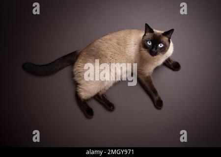 high angle view of a siamese cat laying on brown background floor looking up at camera Stock Photo
