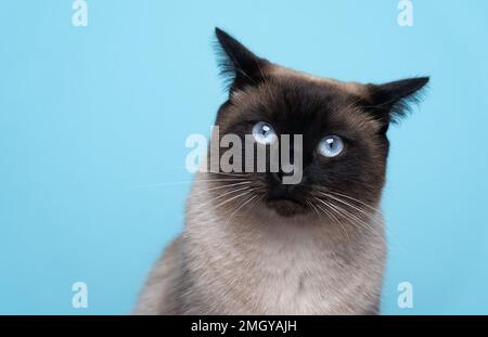 siamese cat with blue eyes looking at camera folding back ears on blue background with copy space Stock Photo
