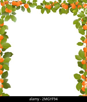 Tree apricot with ripe fruits. Branches in form of frame. Garden plant with edible harvest. Branch with foliage and leaves. Isolated on white Stock Vector