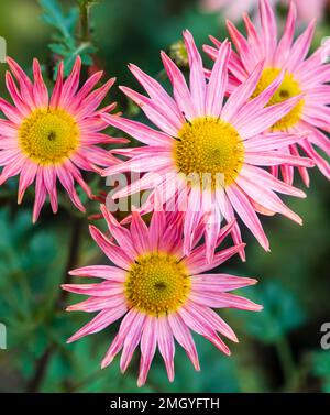 Pink single daisy flowers of the ornamental hardy perennial, Chrysanthemum zawadskii 'Clara Curtis' Stock Photo