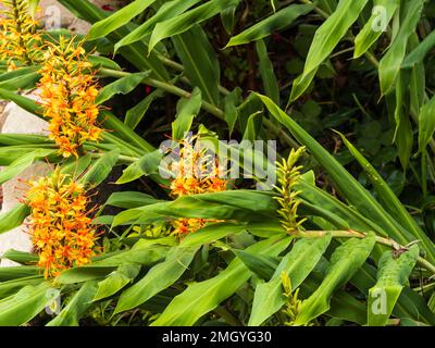 Orange, late summer flowers of the hardy exotic ginger lily, Hedychium coccineum 'Tara' Stock Photo