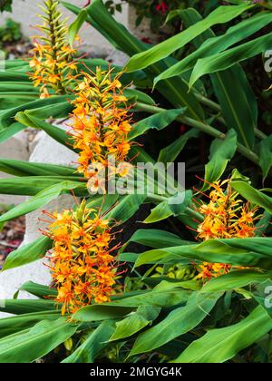 Orange, late summer flowers of the hardy exotic ginger lily, Hedychium coccineum ;Tara' Stock Photo