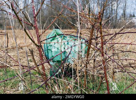 plastic bag trapped in thorny bush Stock Photo