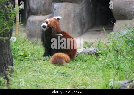 red panda in a zoo in osaka (japan) Stock Photo