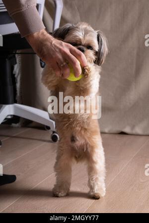 photo man and Shih Tzu dog have fun playing with a tennis ball Stock Photo