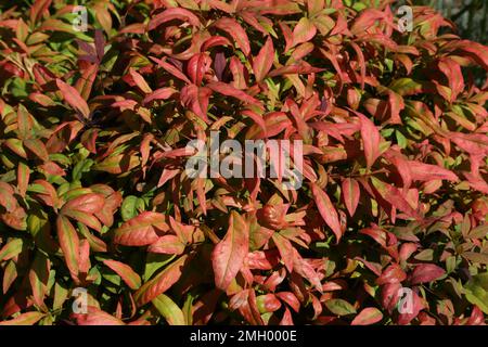 Heavenly Bamboo / Sacred Bamboo  (Nandina Domestica) garden Surrey England Stock Photo