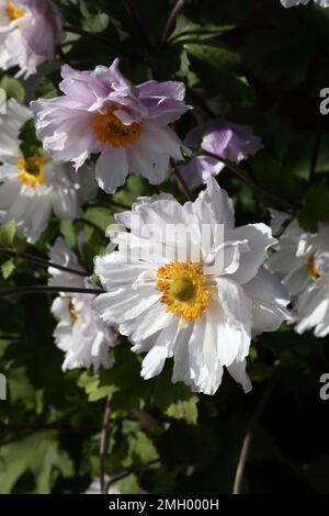 Japanese Anemone 'Frilly Knickers' Stock Photo - Alamy