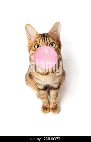 Bengal cat with pink chewing gum isolated on white background Stock Photo